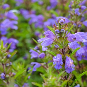 50 Purple False Dragon DRAGONS HEAD Obedient Plant Dracocephalum Flower Seeds *Flat Shipping