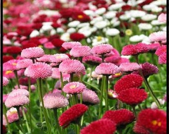 100 MIXED Colors ENGLISH DAISY Bellis Perennis Flower Seeds