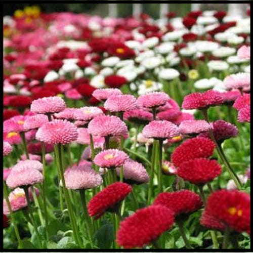100 Strawberries & Cream ENGLISH DAISY Bellis Perennis Flower Etsy