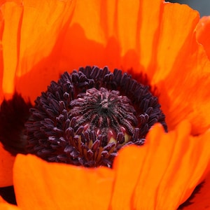 100 PRINCE of ORANGE POPPY Oriental Poppy Papaver Orientale Perennial Flower Seeds