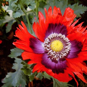 200 Organic JIMI&#39;S FLAG POPPY Scarlet Red Electric Lavender & Deep Purple Papaver Somniferum Flower Seeds
