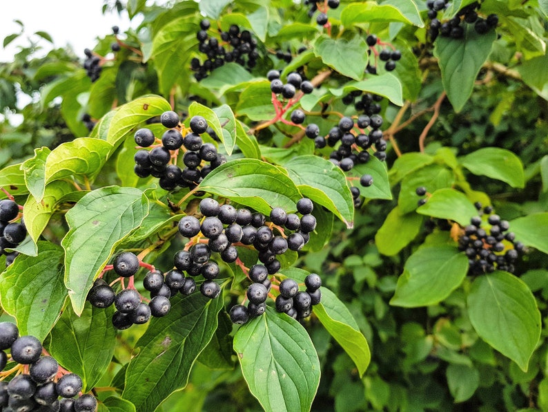 50 BLACK CHOKEBERRY Aronia Melanocarpa White Flower Shrub Seeds image 2