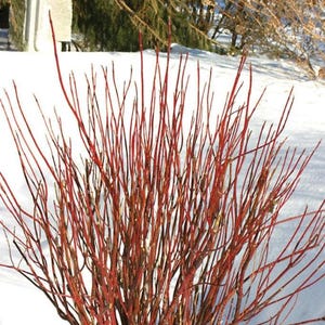 20 RED TWIG DOGWOOD American Red Osier Shrub White Flower Cornus Sericea Seeds