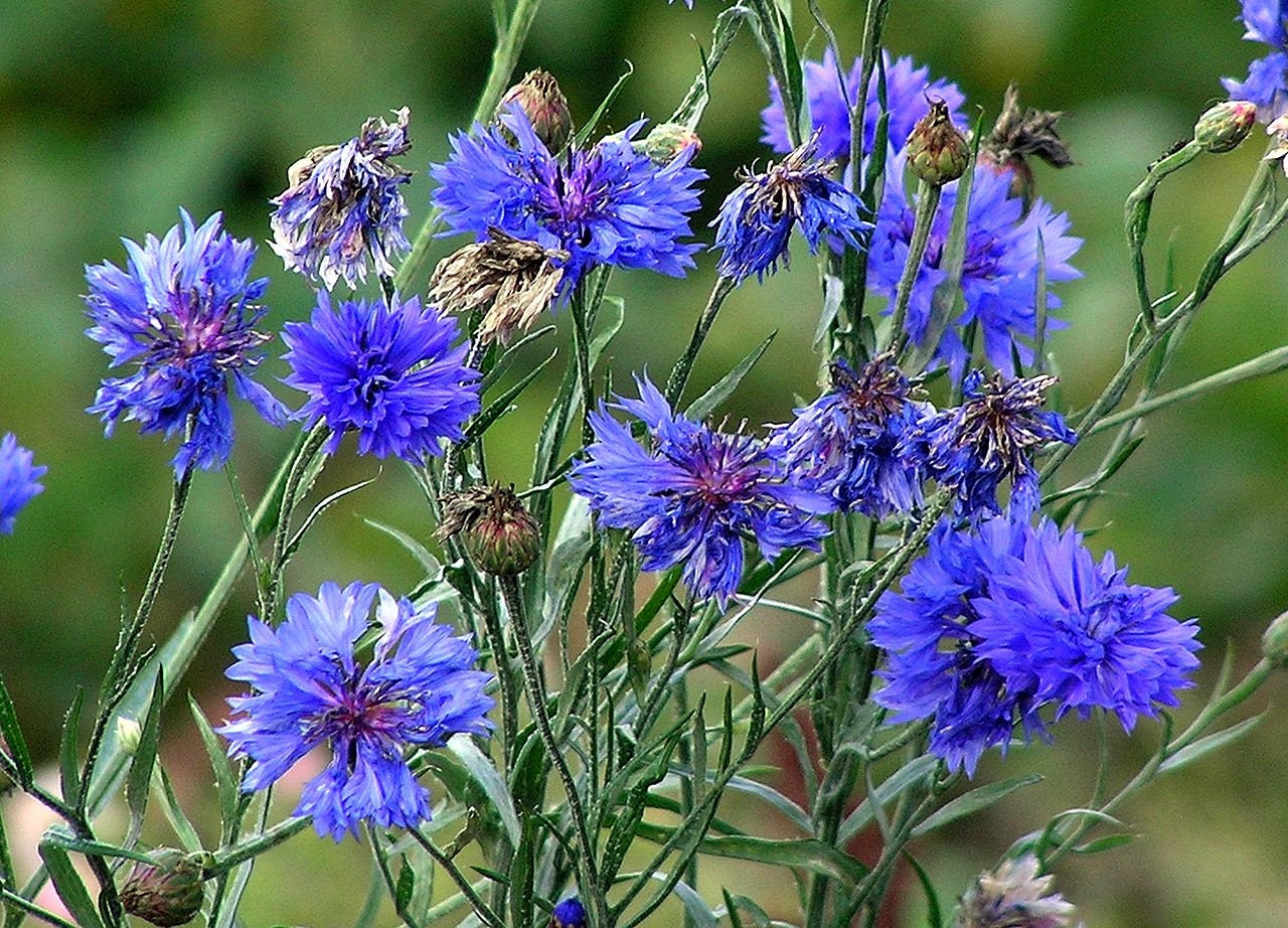 1000 Tall Blue BACHELOR'S BUTTON / CORNFLOWER Centaurea