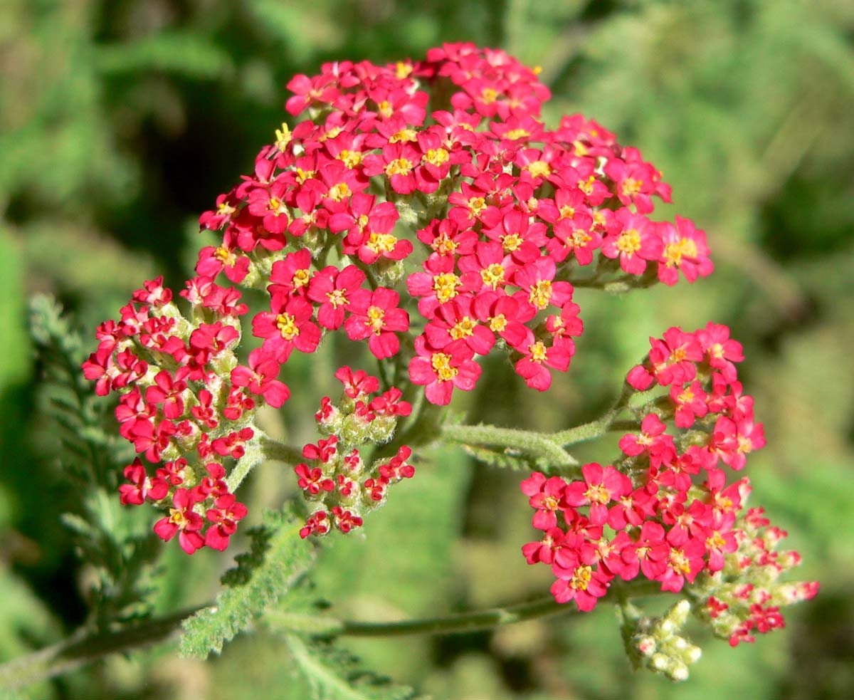 Garden & Patio 600 RED YARROW Achillea Millefolium Rubra Flower Seeds