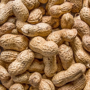 15 Seeds ' JUMBO ' VIRGINIA PEANUT Arachis Hypogaea Perennial Nut Plant