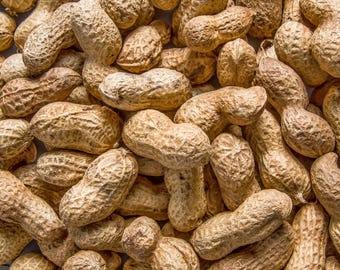 15 Seeds ' JUMBO ' VIRGINIA PEANUT Arachis Hypogaea Perennial Nut Plant