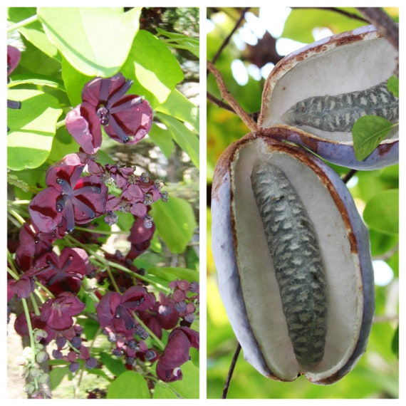 100 1000 Bulk CHOCOLATE VINE Edible Fruit Akebia Quinata - Etsy