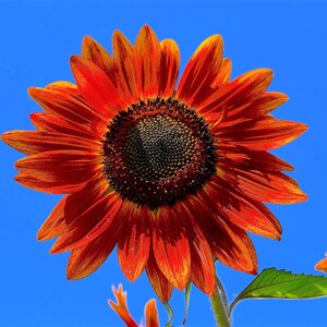 25 CHOCOLATE CHERRY SUNFLOWER Helianthus Annuus Red & Brown Flower Seeds image 10