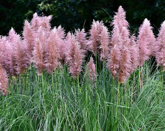 200 dekorative ROSA PAMPASGRAS Cortaderia Selloana Rosea Samen