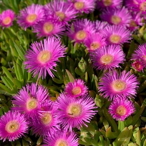 25 Table Mountain ICE PLANT Magenta Fuchsia Delosperma Cooperi Flower Seeds