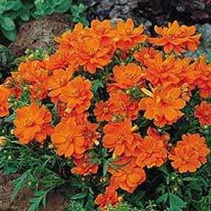 150 ORANGE SULPHUR COSMOS Klondike Sulphureus Seeds *Flat Shipping