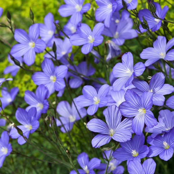 100 BLUE FLAX (Prairie Flax / Lewis Blue Flax) Linum Perenne Lewisii Flower Seeds