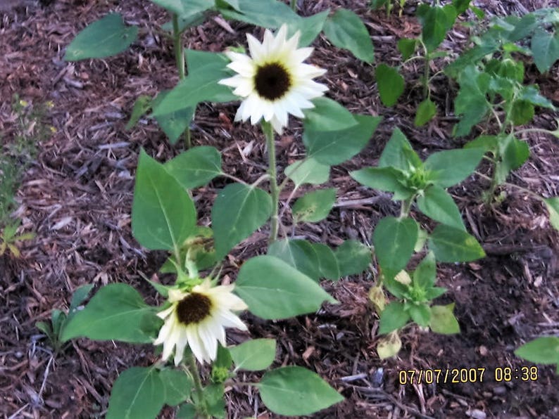 50 VANILLA ICE SUNFLOWER Two Tone Light Yellow Helianthus Etsy
