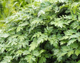 1000 JAPANESE MUGWORT Artemisia Princeps Korean Wormwood Yomagi Herb Yellow Flower Seeds