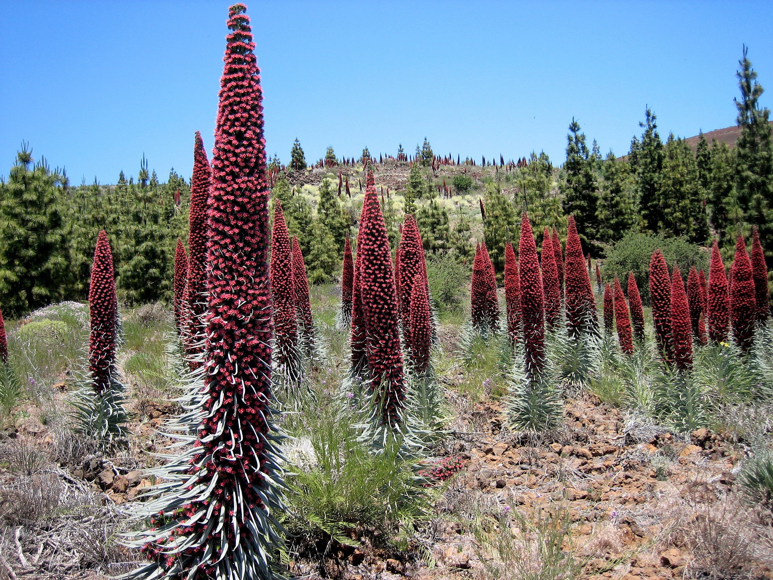25 TOWER OF JEWELS Red Bugloss Echium Wildpretii Ruby Etsy
