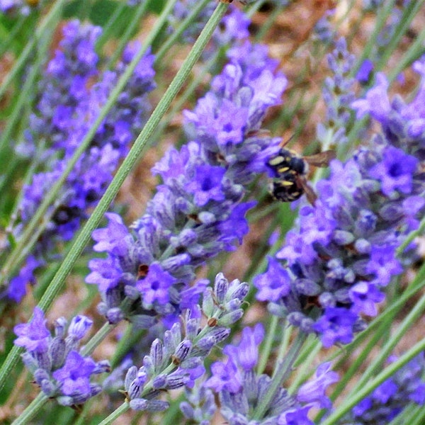 150 Portuguese SPIKE LAVENDER Lavandula Latifolia syn. Spica Broadleaved Fragrant Blue Purple Flower Herb Seeds