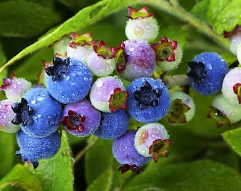 50 LOWBUSH BLUEBERRY Vaccinium Angustifolium Blue Berry Fruit Dwarf Shrub Seeds