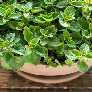 500 GREEK OREGANO Italian / Winter Marjoram Origanum Vulgare Hirtum Herb Seeds *Comb S/H