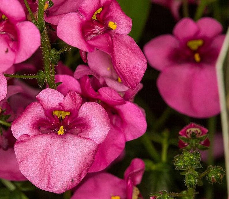 Диасция Diascia Darla Rose