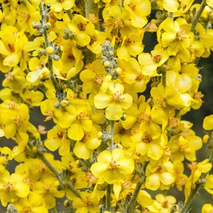 150 YELLOW VERBASCUM Thapsus Common Mullein Flower Herb Seeds *Flat Shipping