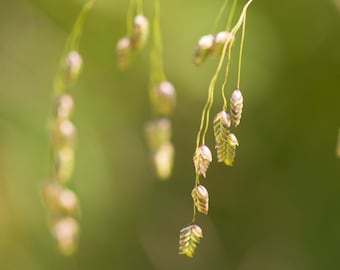 250 RATTLESNAKE MANNAGRASS Canadian Quaking Grass Glyceria Canadensis Briza Poa Native Wetland Ornamental Manna Grass Seeds