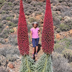 25 TORRE DE JÓIAS Red Bugloss Echium Wildpretii Ruby Sementes de flores de beija-flor * Envio fixo