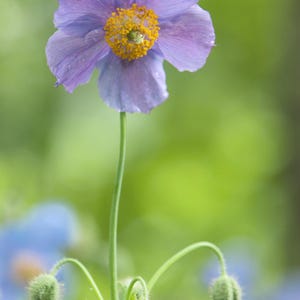 10 Violet Himalayan Poppy (Meconopsis Betonicifolia) Seeds - Rare Blue/Purple Flower Seeds