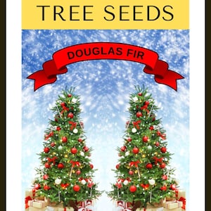 Faites pousser votre propre arbre de Noël - sapin de Douglas ( Pseudotsuga menziesii ) paquet cadeau de graines