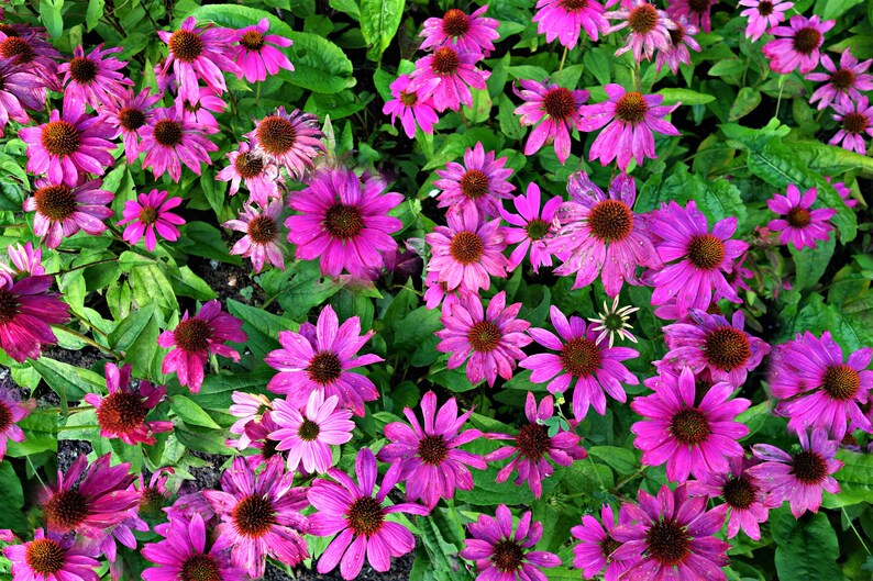 25 BRIGHT STAR CONEFLOWER Echinacea Purpurea Lavender Bright - Etsy