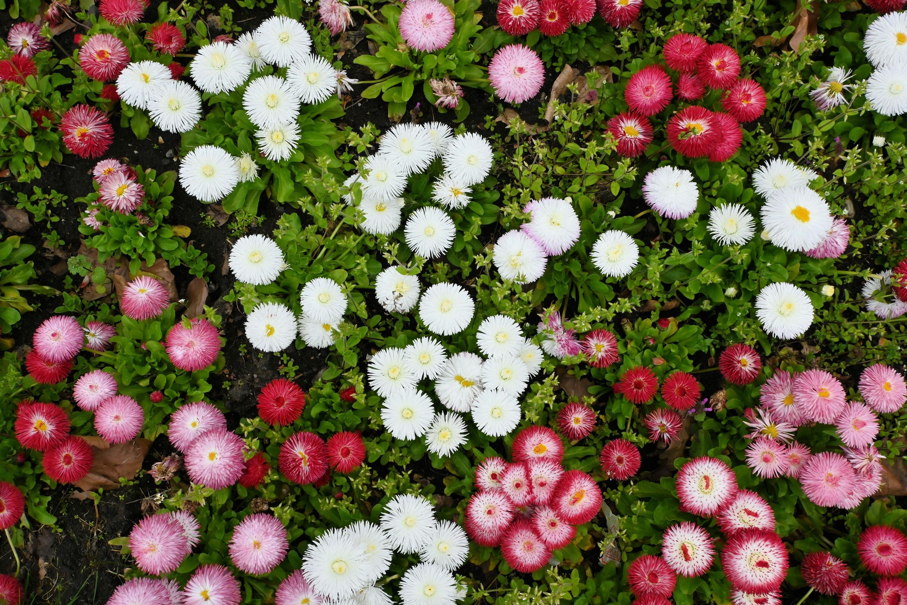 100 MIXED Colors ENGLISH DAISY Bellis Perennis Flower Seeds - Etsy