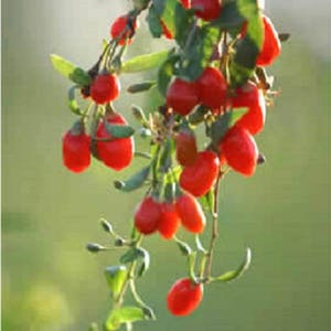 100 HIMALAYAN Tibetan GOJI BERRY Fruit Wolfberry Bush Lycium Barbabarum Seeds image 3