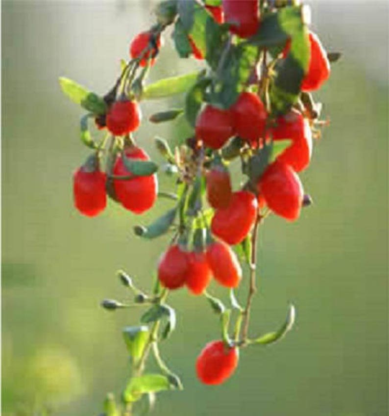 100 HIMALAYAN Tibetan GOJI BERRY Fruit Wolfberry Bush Lycium Barbabarum Seeds image 3