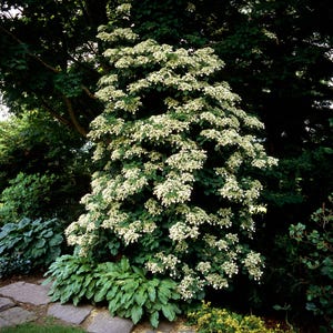 50 CLIMBING HYDRANGEA Anomala Petiolaris Vine Flower Seeds