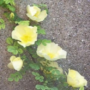 10 Golden Yellow FATHER HUGO ROSE Rosa Hugonis Flower Bush Shrub Seeds ...