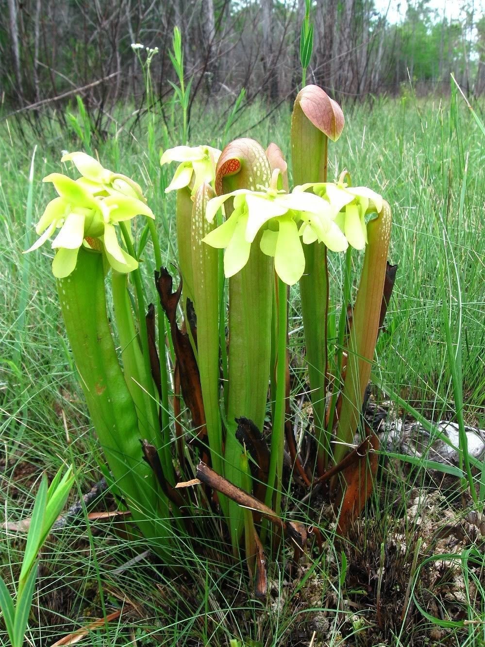 10 HOODED PITCHER Plant Sarracenia Minor CARNIVOROUS 10 HOODED PITCHER Plant Sarracenia Minor CARNIVOROUS