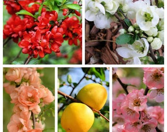 30 FLOWERING QUINCE Fruit Seeds - Pink Red White Orange Flowering Shrub - aka Japanese, Chinese, & Common Quince - Chaenomeles Speciosa