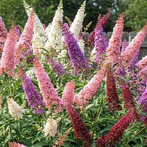 100 MIXED Colors BUTTERFLY BUSH Buddleja Davidii Flower Shrub Seeds - Etsy