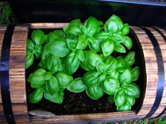 1500 SWEET BASIL Ocimum Basilicum Herb White Flower Seeds *Comb S//H Free Gift