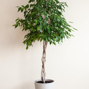 50 WEEPING FIG Ficus Benjamina Benjamin Indian Rubber Tree Houseplant Seeds