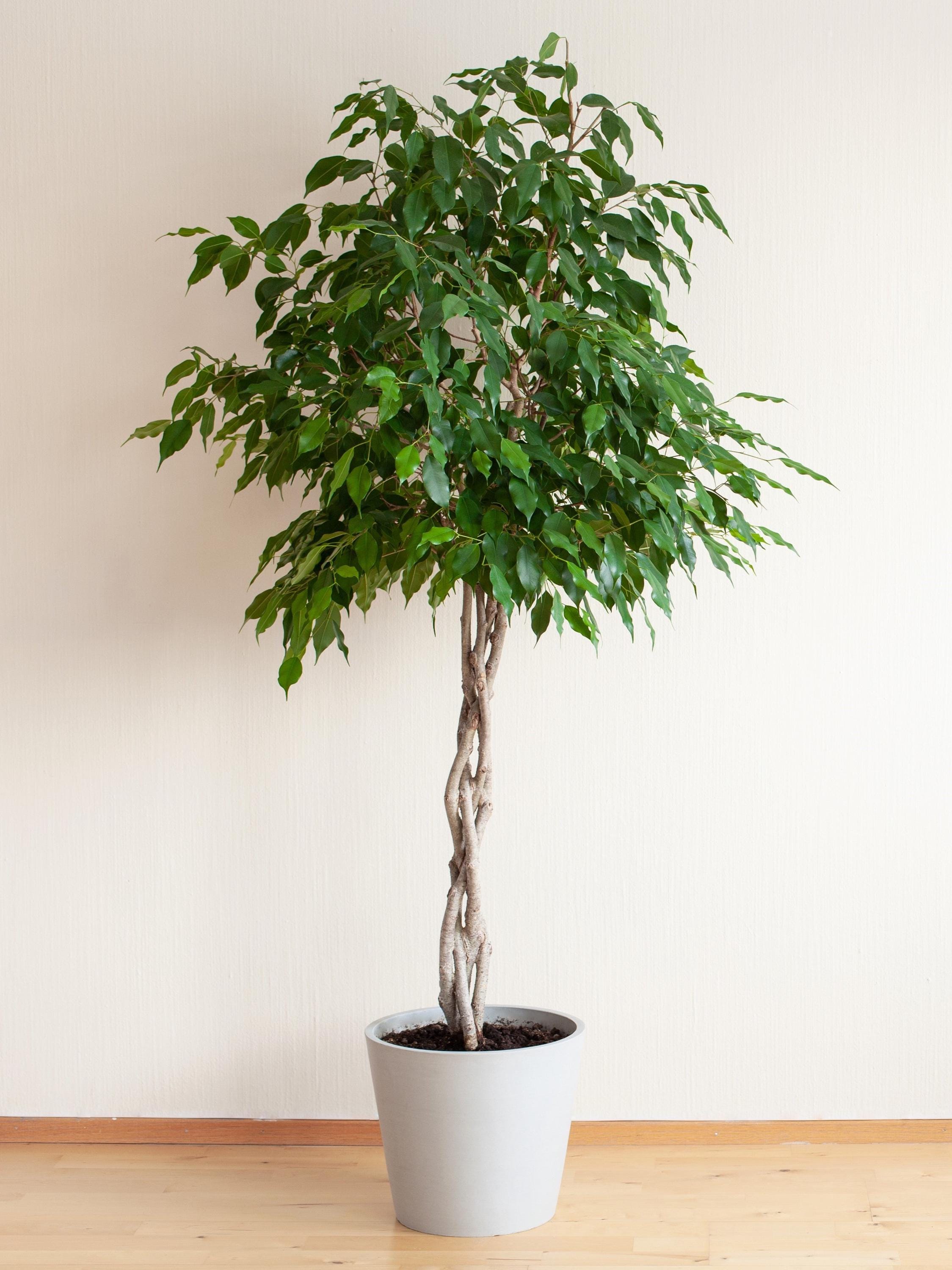 50 weinende Figur Ficus Benjamina Benjamin Indianer Gummibaum Zimmerpflanze  Samen - Etsy.de