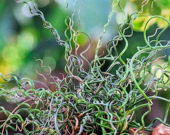 10 CORKSCREW RUSH Spiral Grass Juncus Effusus Spiralis Wetland Pond Seeds
