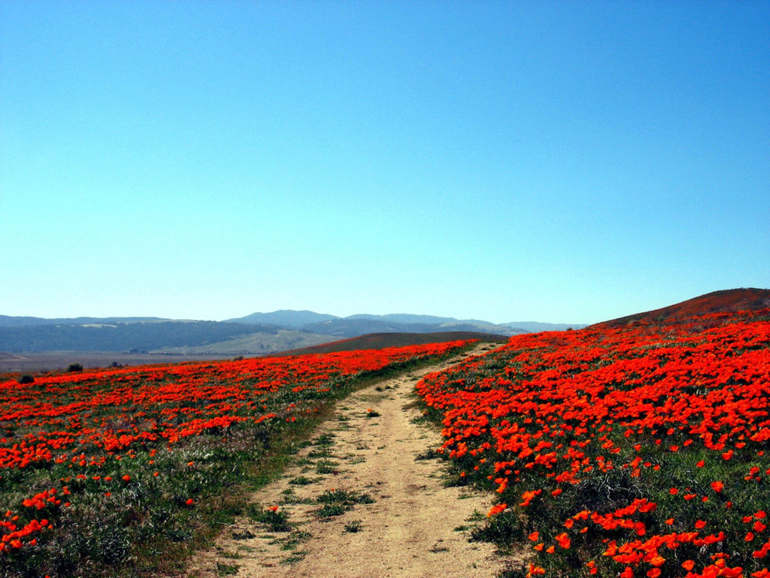 эшшольция сан-франциско. цветение в калифорнийской долине. калифорния цветы. государственный парк пустыни анза-боррего, калифорния, сша. анза боррего цветы.