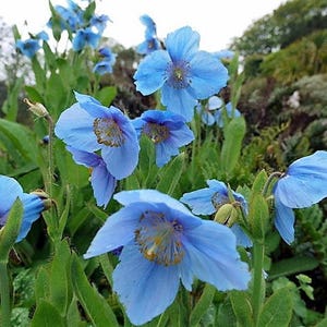 10 GEMENGDE HIMALAYA POPPY Blauw Rood Violet Meconopsis Napaulensis Mix Bloemzaden afbeelding 2