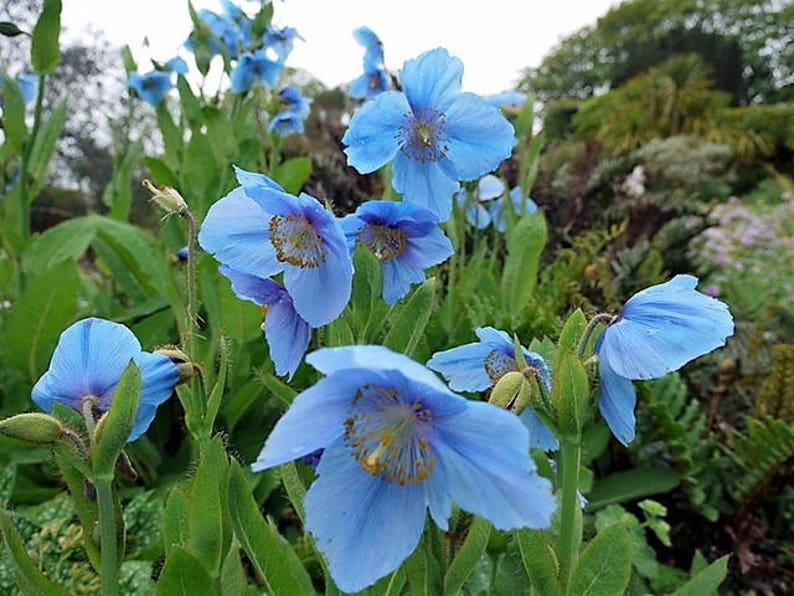 10 MIXED HIMALAYAN POPPY Blue Red Violet Meconopsis Napaulensis Mix Flower Seeds image 2