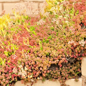 150 MIXED SEDUM Stonecrop Succulent Groundcover Red White Yellow Pink Purple Color Mix Flower Seeds imagem 4