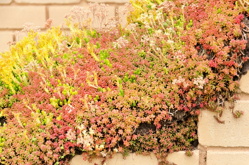 150 MIXED SEDUM Stonecrop Succulent Groundcover Red White Yellow Pink Purple Color Mix Flower Seeds imagem 4