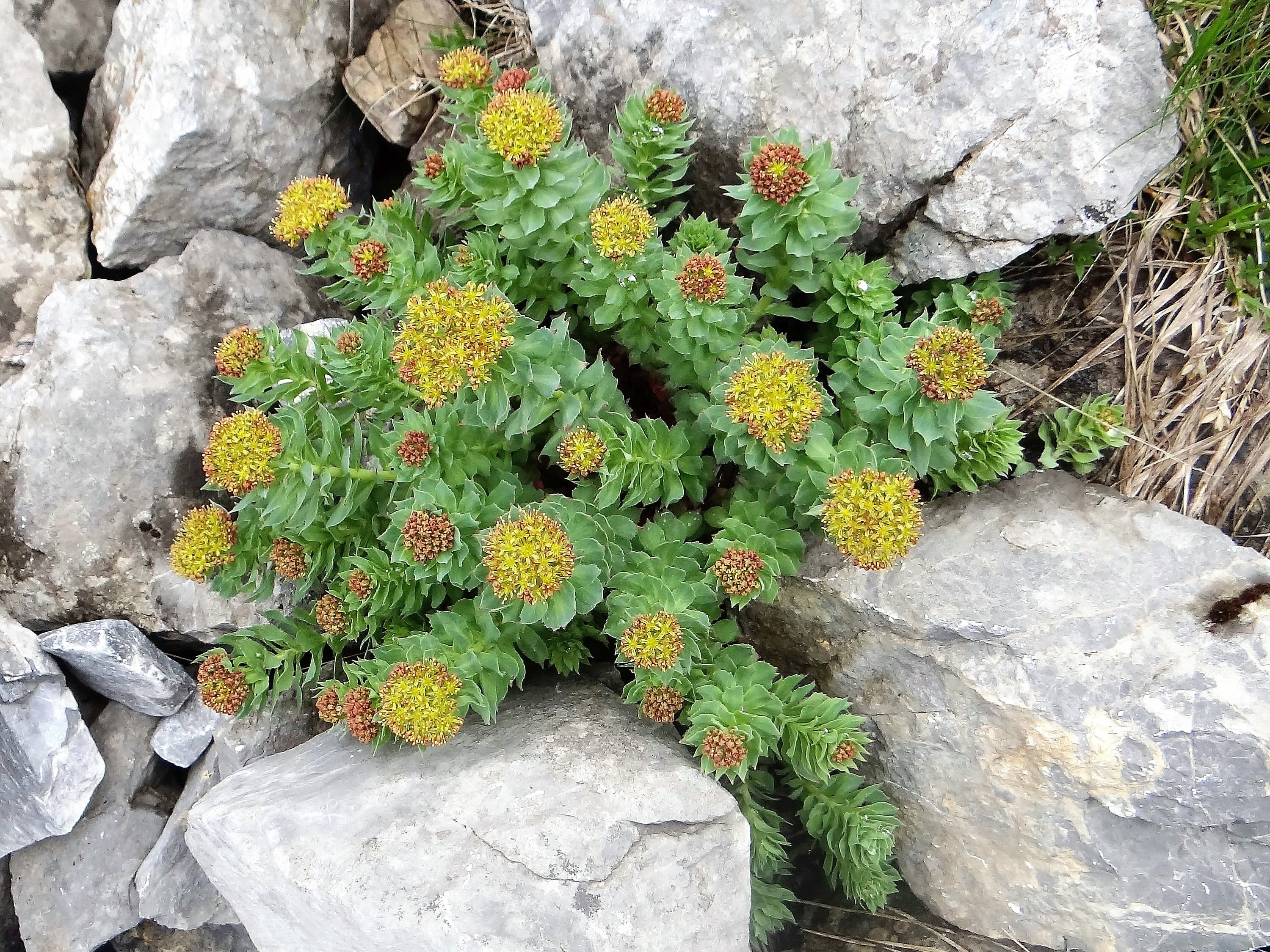 Где растет родиола розовая. Где растет родиола розовая. Корень золотой корень родиола. Родиола розовая rhodiola rosea. Родиола розовая rhodiola rosea.