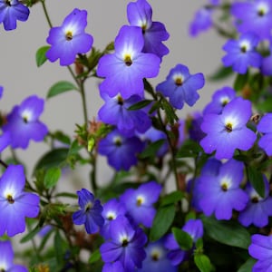 50 BROWALLIA Americana Amethyst Flower Bush Violet Blue Purple Flower Seeds