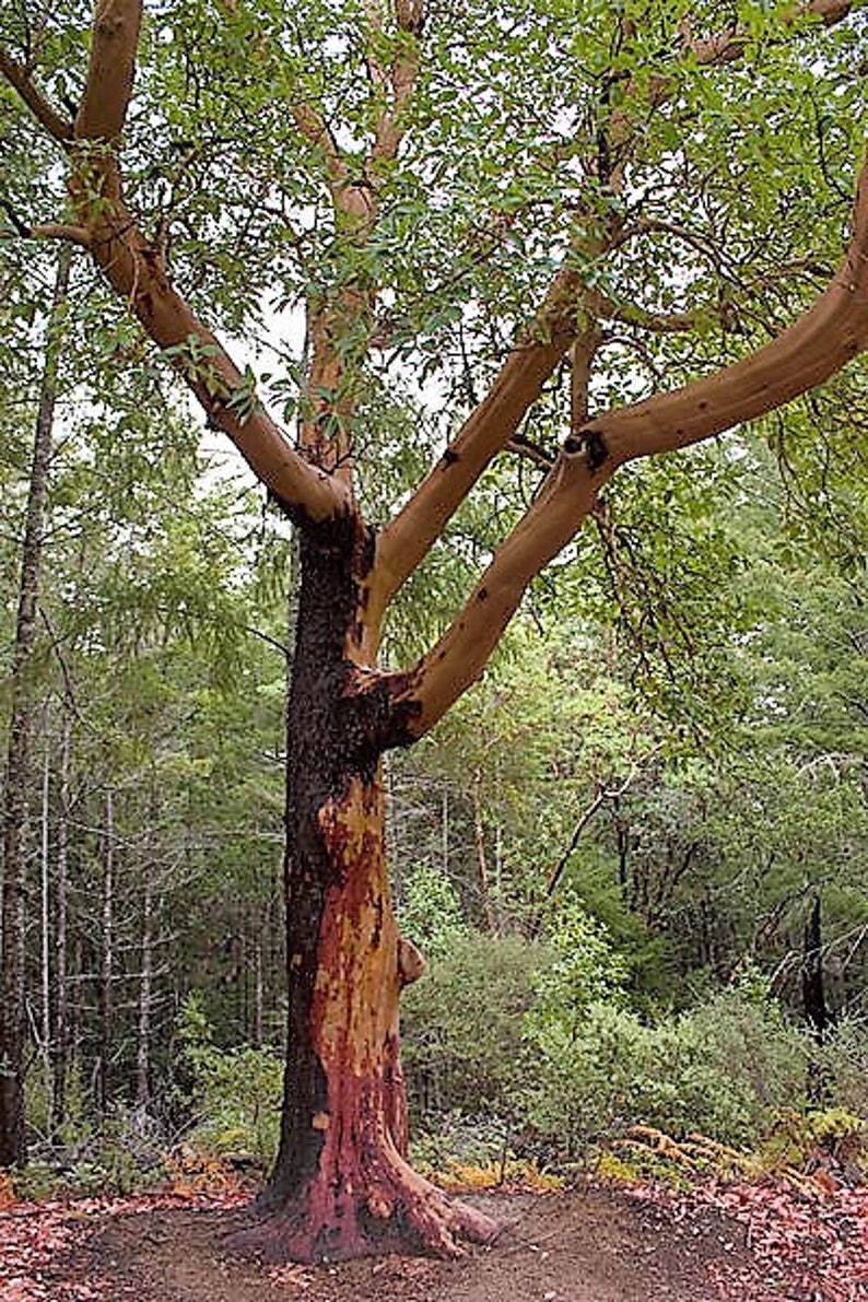 10 PACIFIC MADRONE TREE Bearberry Red Arbutus Menziesii Oregon Etsy